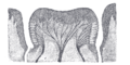 Illustration of the tongue with labeled papillae.