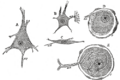 Ganglion cell