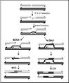 Homologous Recombination