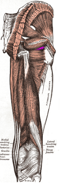 File:Obturator externus.png