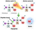 Peptide Formation Ball