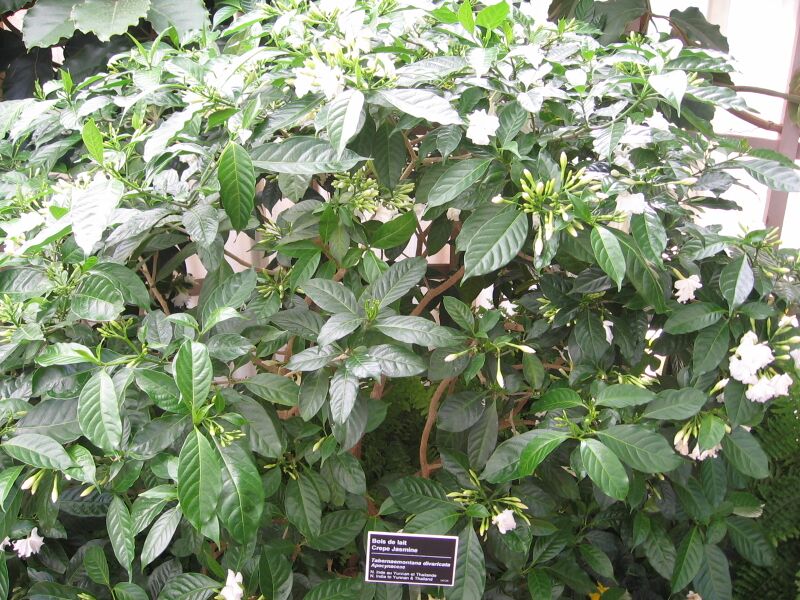 File:Tabernaemontana divaricata habitus - JBM.jpg