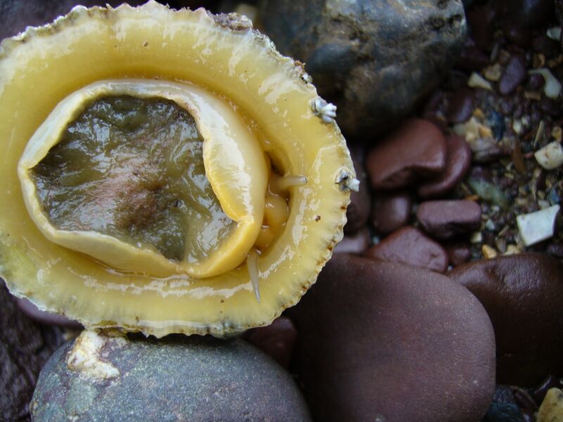File:Common limpet.jpg