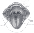 Anatomical drawing of the tongue's surface.