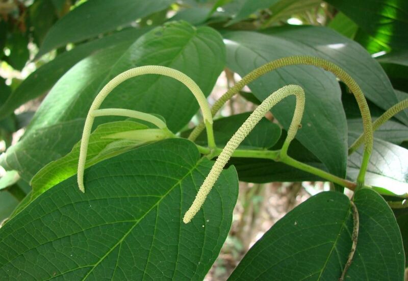 File:Piper aduncum.jpg