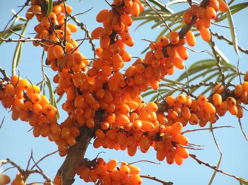 File:Sea buckthorn Russia 2007.JPG