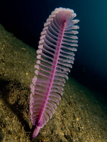 File:Virgularia sp. (Purple sea pen).jpg