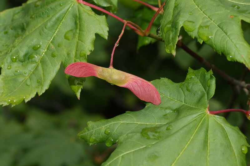 File:Acer circinatum 9468.JPG