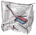 Pelvic fascia