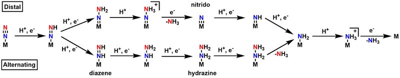 File:N2-fixation-mech.jpg