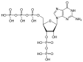 PppGpp