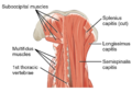 Multifidus muscle