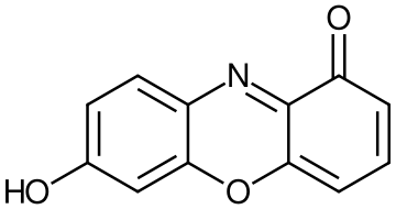 File:7-hydroxyphenoxazone.svg