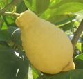 Lumia (citrus) collection at Castello