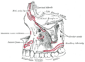 Incisor