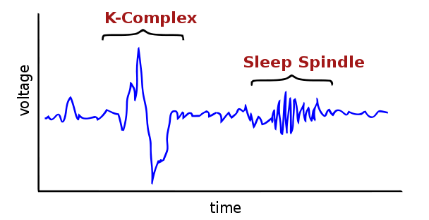 File:Stage2sleep new.svg