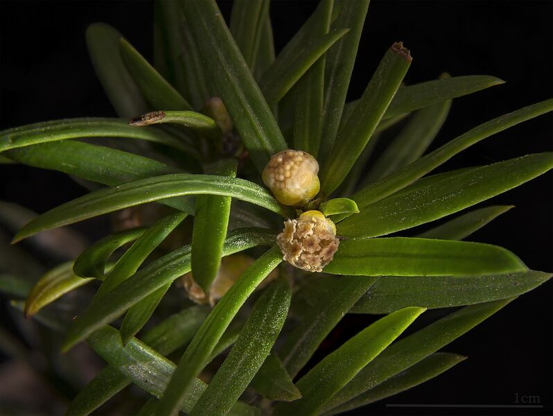 File:Taxus baccata MHNT flowers male.jpg