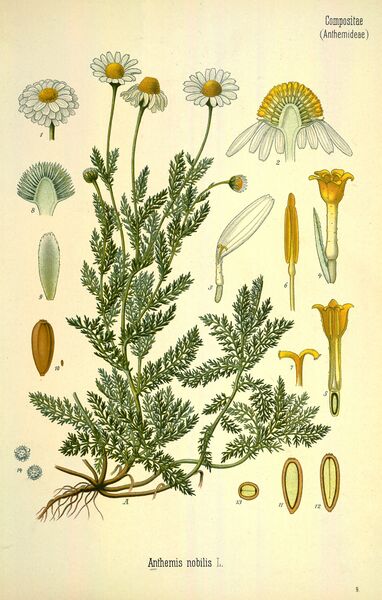 File:Chamaemelum nobile.jpg