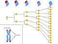 Diagram illustrating the Hayflick limit, a concept related to cellular senescence.
