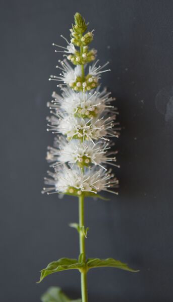 File:Spearmint flower.jpg