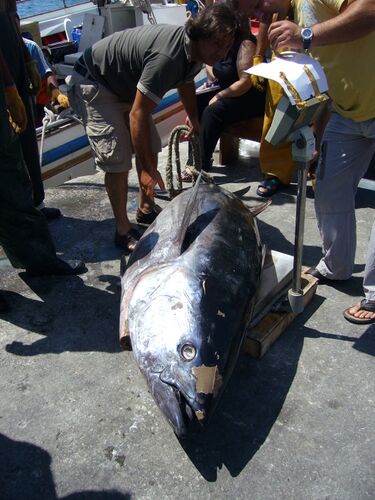 File:TunaFish.JPG