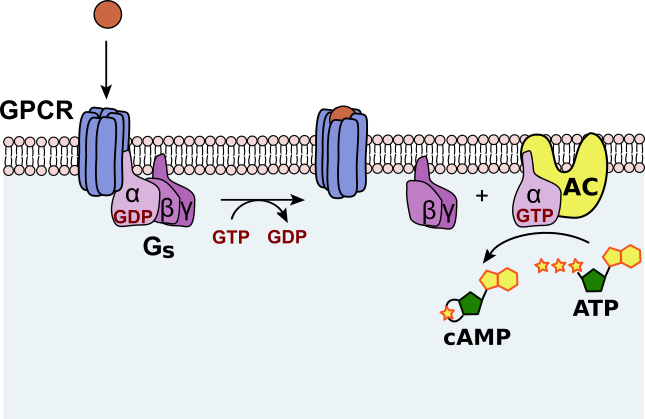 File:Activatoin-Adenylate cyclase-outlined.svg