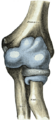 Proximal radioulnar articulation
