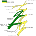 Diagram of the lumbar plexus