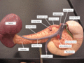Animation depicting the blood flow through the left gastric artery.
