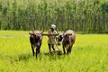 Traditional ploughing in Karnataka
