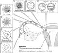 Preembryonic development stages