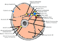Posterior cutaneous nerve of forearm