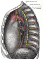 Sympathetic ganglia