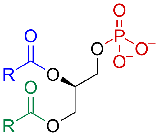 File:Phosphatidate skeletal.svg
