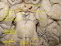 Photograph of a brain section showing the pons