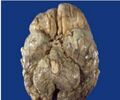 Thumbnail for version as of 03:19, 5 June 2026