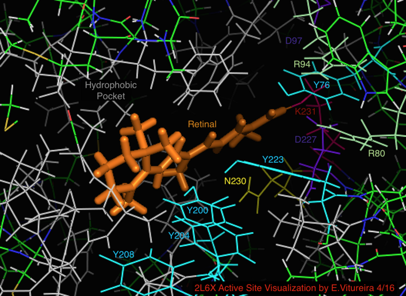 File:2L6X Active Site Visualization E.Vitureira.png