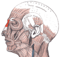 Procerus muscle