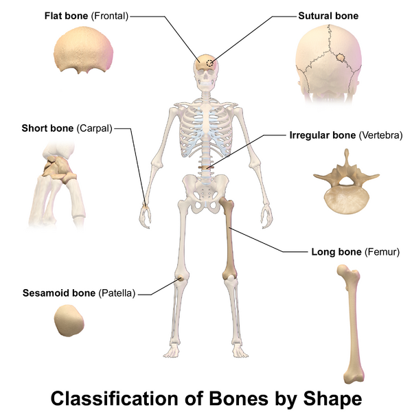 File:Blausen 0229 ClassificationofBones.png