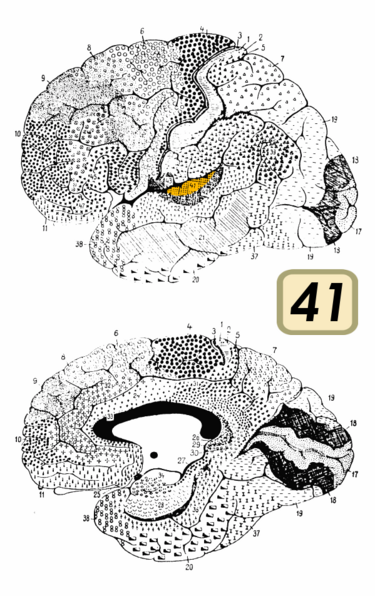 File:Brodmann Cytoarchitectonics 41.png