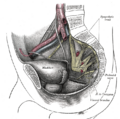 Anatomy of the perineum