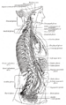 Gray's Anatomy illustration of the ciliary ganglion and associated structures.