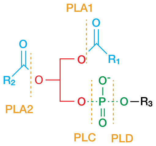 File:Phospholipases2.svg