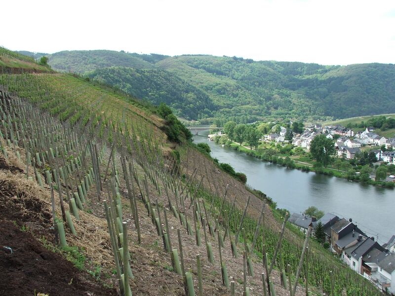File:080110 zell mosel.JPG