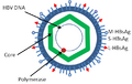 Hepatitis B virus structure