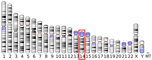File:Ideogram human chromosome 14.svg