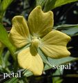 Petal sepal