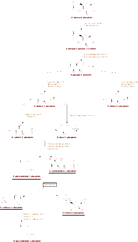 File:Transaldolase annotated PENTOSE PHOSPHATE Pathway.gif