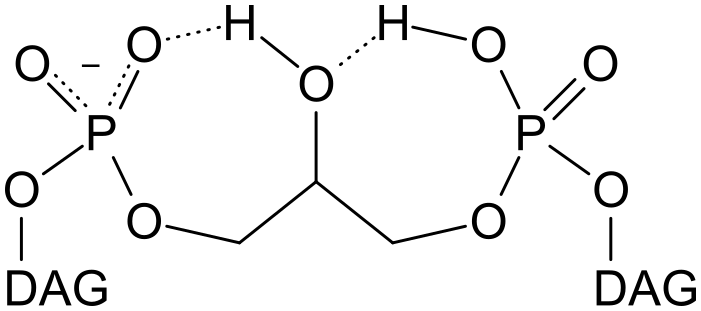 File:Cardiolipin bicyclic structure.svg
