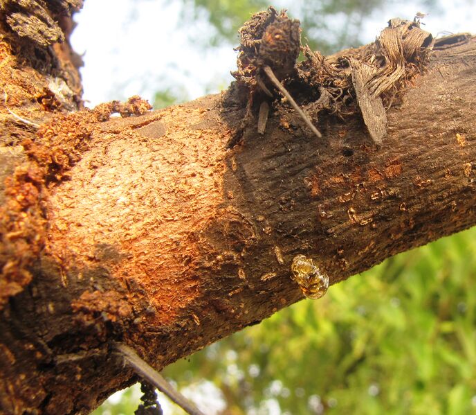 File:Gum Arabic exuding.jpg